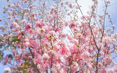 How to Enjoy Spring in Boston’s North End